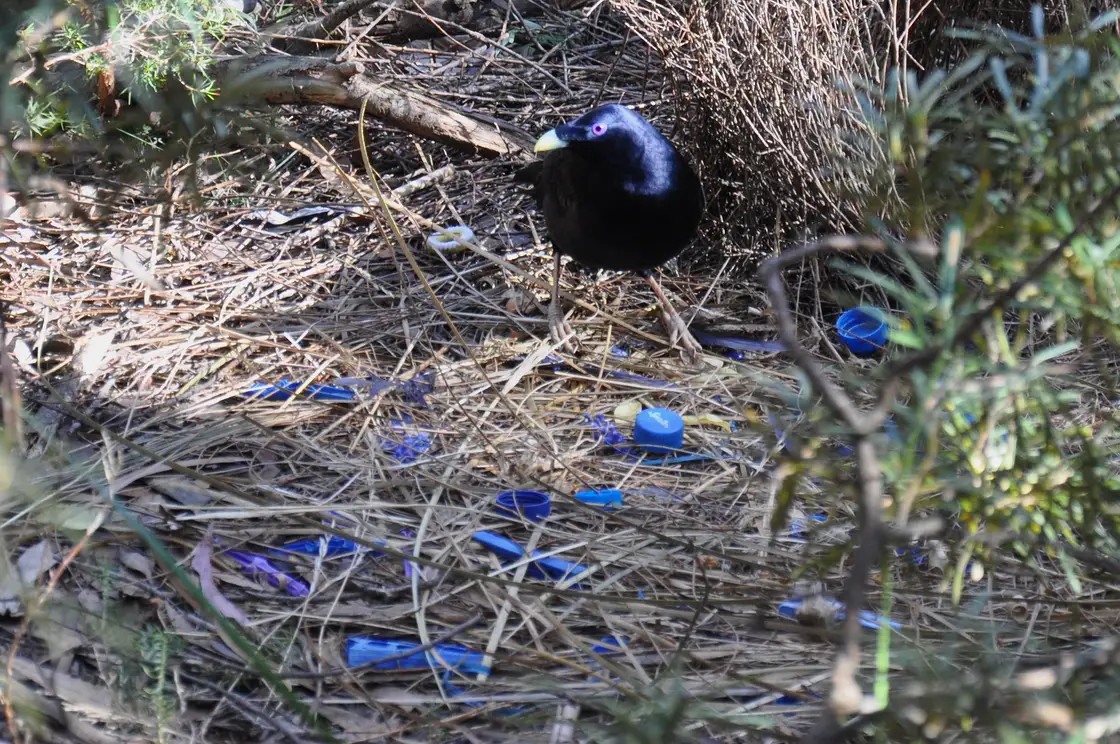 A male satin bowerbird at its bower, decorated with collected blue objects